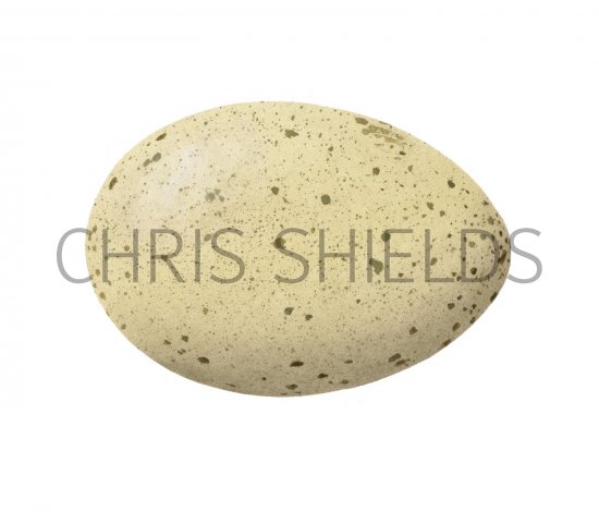 Illustration of Capercaillie egg (Tetrao urogallus) (#2443)