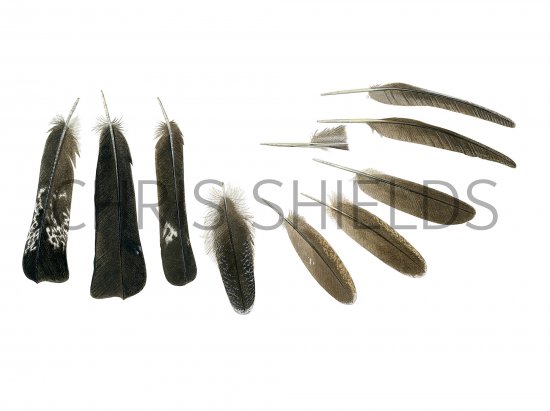 Illustration of Capercaillie feathers (Tetrao urogallus) (#3731)