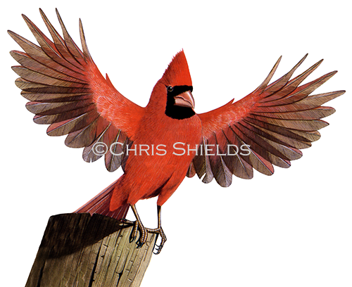 Illustration of Cardinal (northern) Cardinalis cardinalis (#0056)