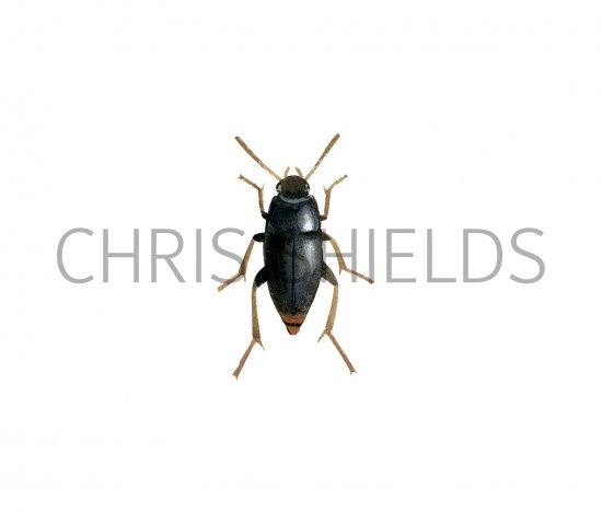 Illustration of Carrion Beetle (Catops tristis) (#2952)