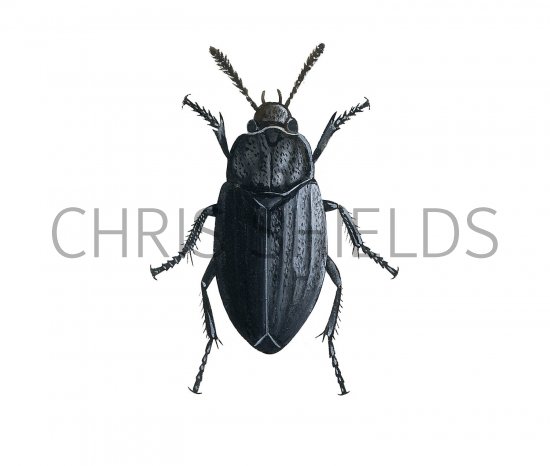 Illustration of Carrion Beetle (Thanatophilus sinuatus) (#2948)