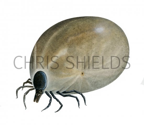 Illustration of Castor Bean Tick (Ixodes ricinus) fed (#4100)