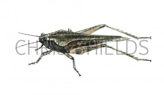 Illustration of Ceperos Groundhopper (Tetrix ceperoi) (#0547)