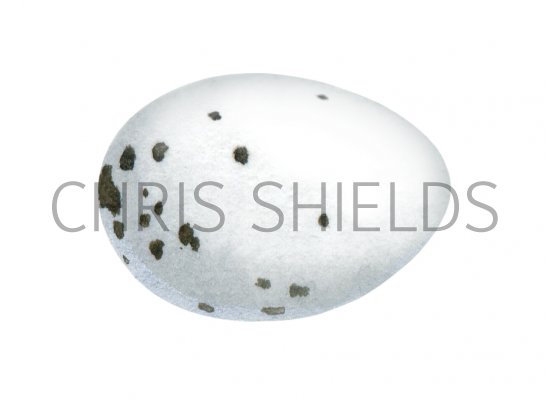 Illustration of Chaffinch Egg (Fringilla coelebs) (#4324)