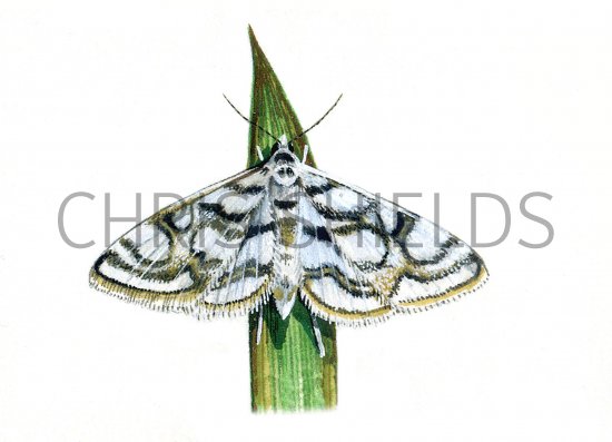 Illustration of China-mark moth (Beautiful) Nymphula stagnata (#0343)