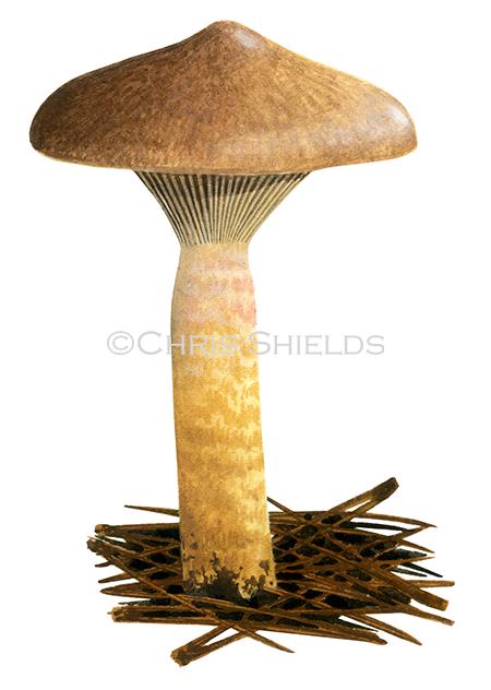 Illustration of Chroogomus rutilus (Copper Spike) (#1985)