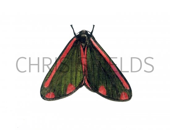 Illustration of Cinnabar Moth (Tyria jacobaeae) (#1736)