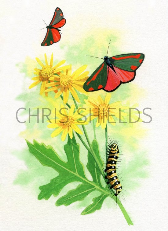 Illustration of Cinnabar Moth Caterpillar (Tyria jacobaeae) (#3398)