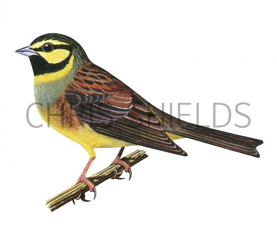 Illustration of Cirl bunting (Emberiza cirlus) (#3713)