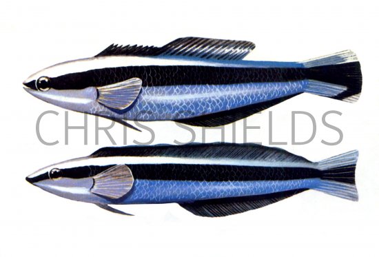 Illustration of Cleaner fish & Sabre-toothed blenny (#0166)
