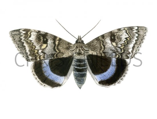 Illustration of Clifden Nonpareil (Catocala fraxini) (#1552)