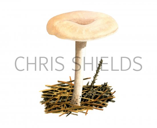 Illustration of Clitocybe diatreta (#4016)
