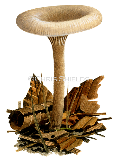 Illustration of Clitocybe metachroa (#4014)
