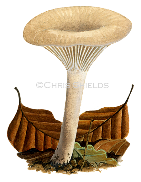 Illustration of Clitocybe phaeophthalma (Chicken Run Funnel) (#4015)