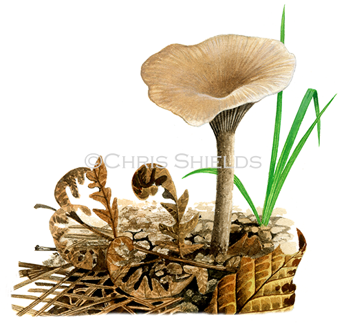 Illustration of Clitocybe vibecina (Mealy Funnel) (#4012)