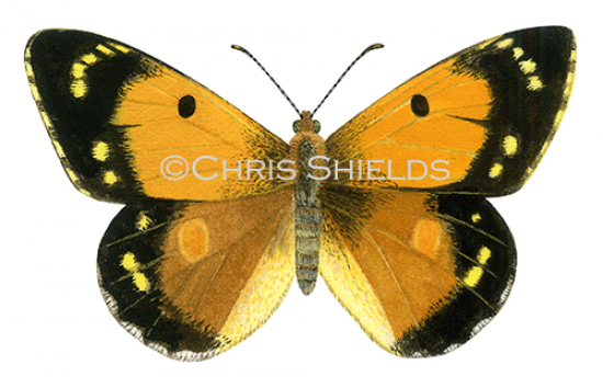 Illustration of Clouded Yellow (female) Colias croceus (#4712)