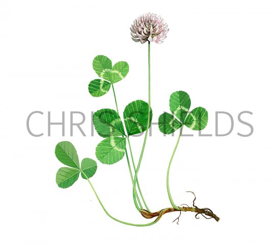 Illustration of Clover (Trifolium repens) (#3683)