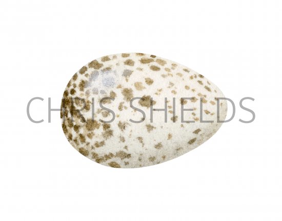 Illustration of Coal Tit egg (Periparus ater) (#3286)