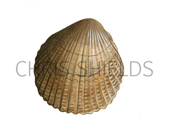 Illustration of Cockle (Common) Cerastoderma edule (#1580)