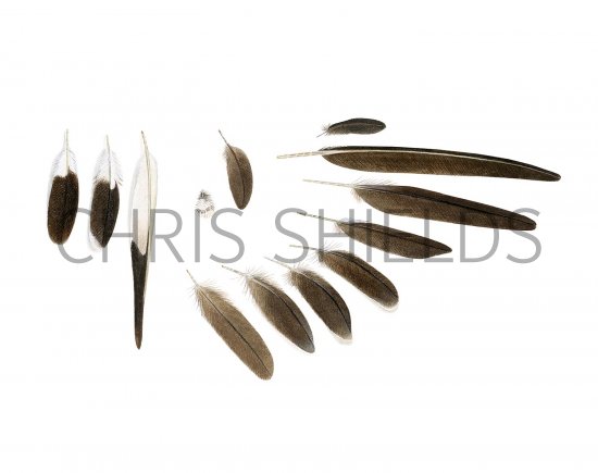 Illustration of Collared Pratincole feathers (Glareola pratincola) (#3266)