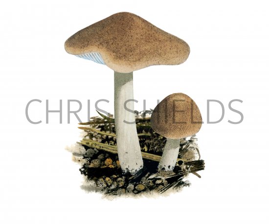 Illustration of Collybia prolixa (Toothed Toughshank) (#4048)