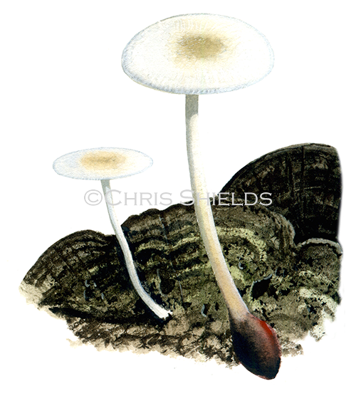 Illustration of Collybia (Collybia) tuberosa (Lentil Shanklet) (#4026)