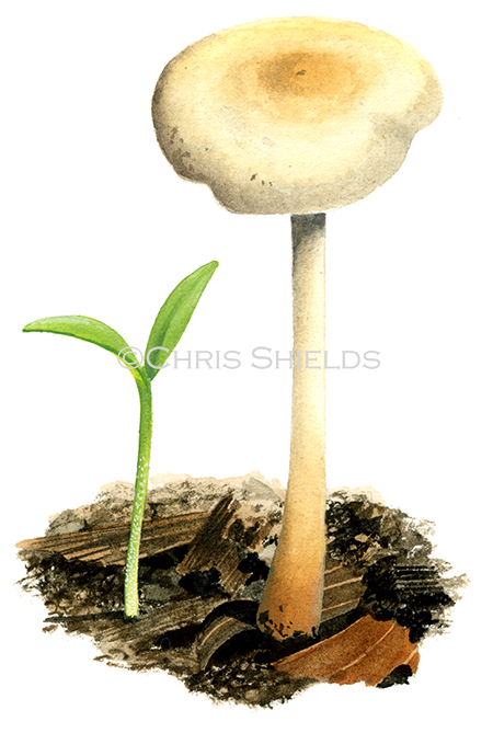 Illustration of Collybia aquosa (Gymnopus aquosus) (#4040)