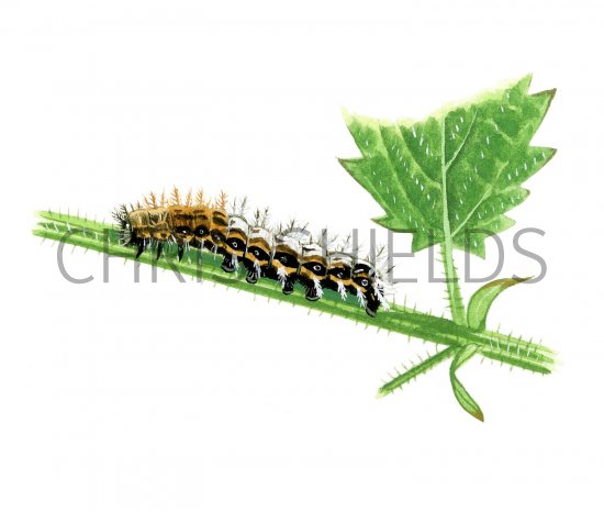 Illustration of Comma Caterpillar (Polygonia c-album) (#2207)