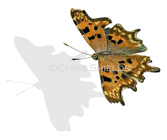 Illustration of Comma (Polygonia c-album) (#1367)