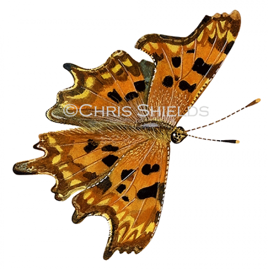 Illustration of Comma (Polygonia c-album) (#4713)