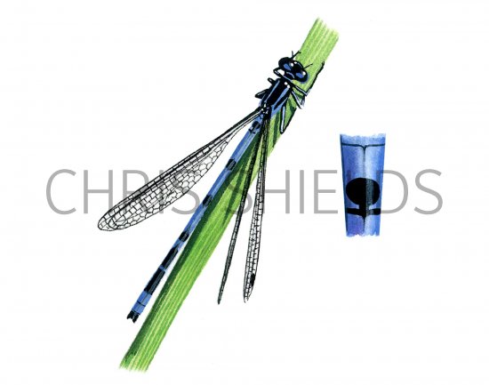 Illustration of Damselfly (Common Blue) Enallagma cyathigerum (#1272)
