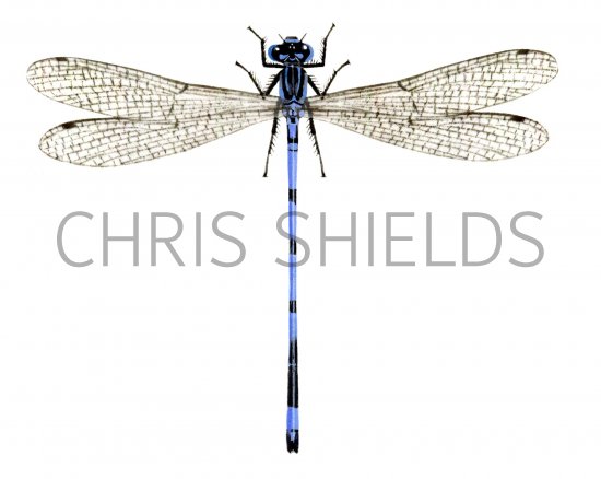 Illustration of Damselfly (Common Blue) male (Enallagma cyathigerum) (#1299)