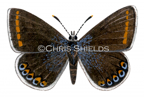 Illustration of Common Blue female (Polyommatus icarus) (#1378)