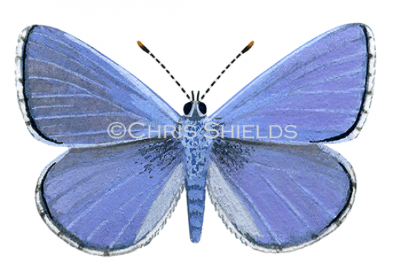 Illustration of Common Blue male (Polyommatus icarus) (#1376)