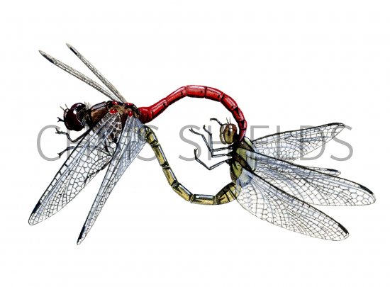 Illustration of Dragonfly (Common Darter) Sympetrum striolatum (#1274)
