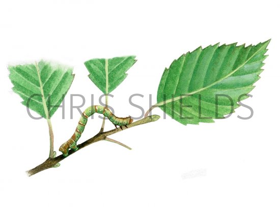 Illustration of Common Emerald Moth Caterpillar (Hemithea aestivaria) (#2528)