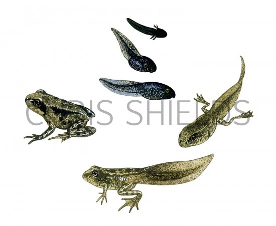 Illustration of Common Frog  (Rana temporaria) life cycle (#3092)