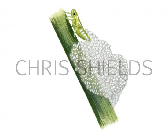 Illustration of Cuckoo-spit (Philaenus spumarius) (#2096)