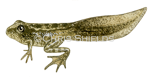 Illustration of Common Froglet (Rana temporaria) (#3344)