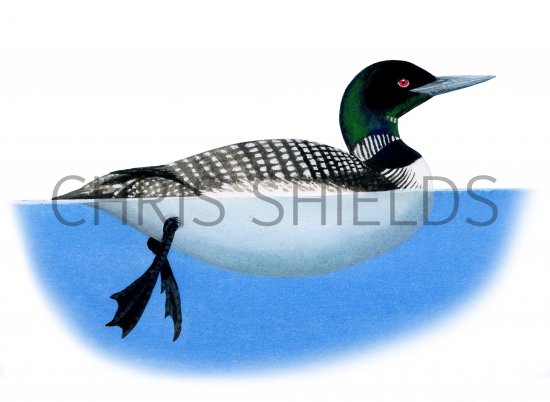 Illustration of Common Loon (Gavia immer) (#3781)