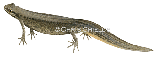 Illustration of Common Newt  female (Lissotriton vulgaris) (#4512)