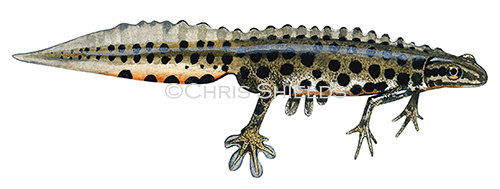 Illustration of Common Newt  male (Lissotriton vulgaris) (#1877)