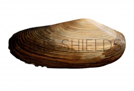 Illustration of Common Otter Shell (Lutraria lutraria) (#0802)