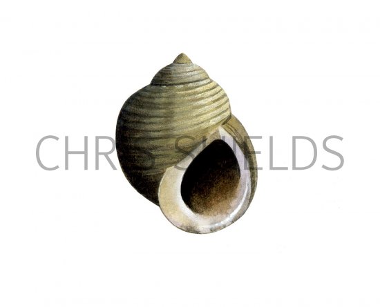 Illustration of Common Edible Periwinkle (Littorina littorea) (#0806)
