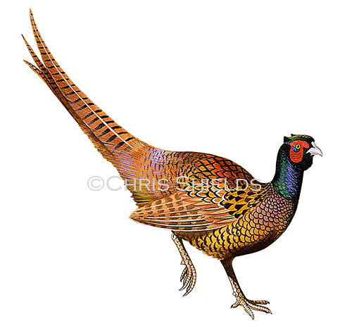 Illustration of Common Pheasant (Phasianus colchicus) (#4146)