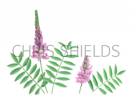 Illustration of Common Sainfoil (Onobrychis viciifolia) (#3900)