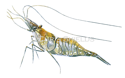 Illustration of Common prawn (Palaemon serratus) (#0639)