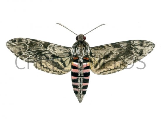 Illustration of Convolvulus Hawkmoth (Agrius convolvuli) (#1545)