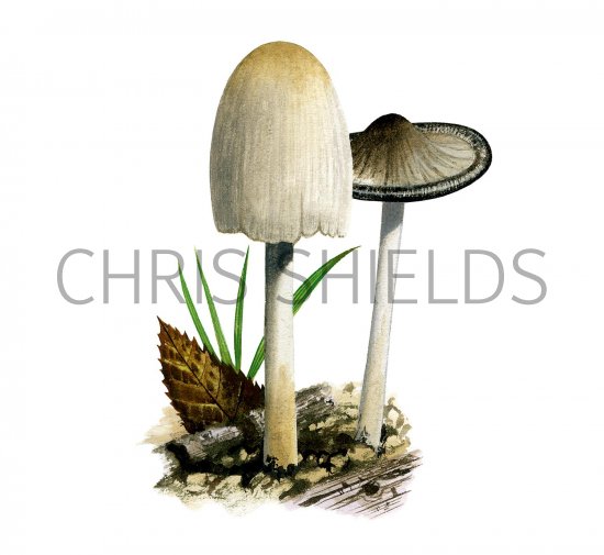 Illustration of Coprinopsis atramentarius (Common Inkcap) (#3357)