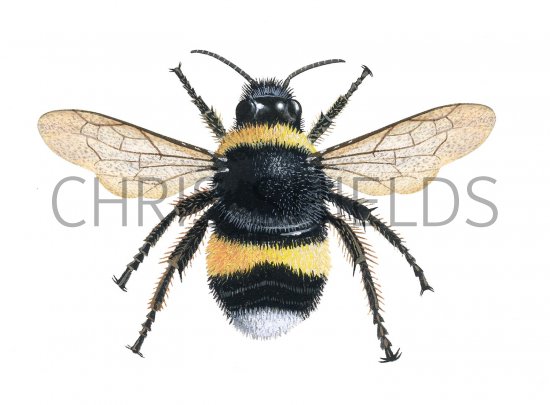 Illustration of Bumblebee (White-tailed) (queen) Bombus lucorum (#0372)